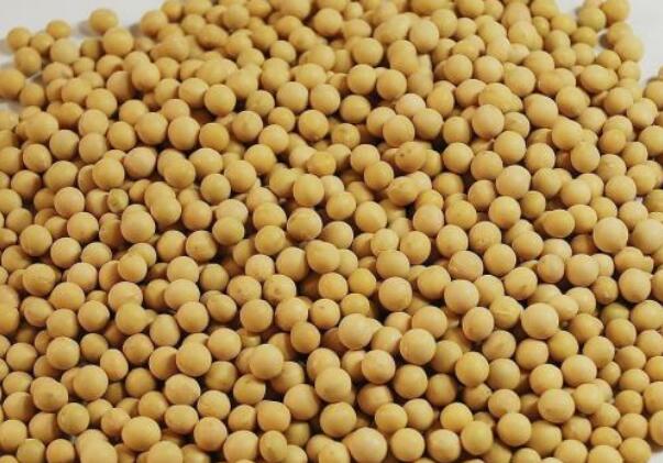 黑龍江巴彥種好萬畝優質豆
