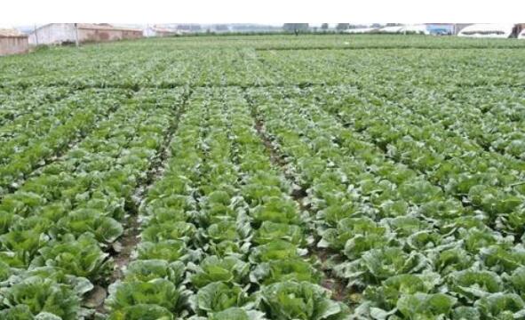 全國蔬菜在田面積1.05億畝 秋冬保供有基礎 預計價格仍將逐步回落