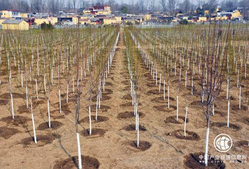 河南省南召縣產業扶貧“立體化”布局