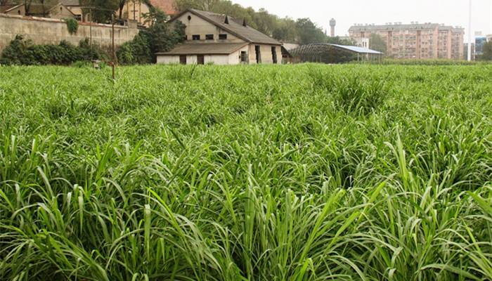2024年我國各類草種產量超過7萬噸