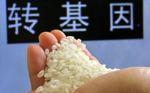 轉基因玉米大豆產業化試點擴展至5省區20縣