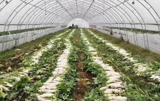 秋冬蔬菜生產供應基礎較好 老百姓的“菜籃子”“果盤子”更豐富