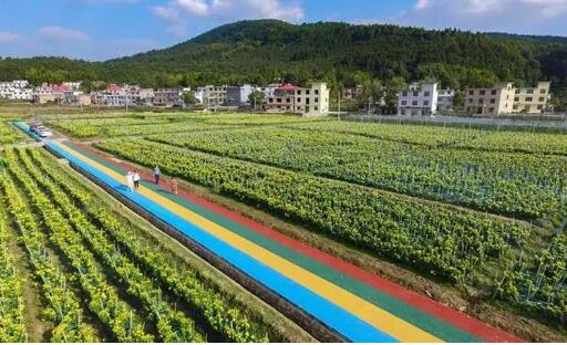 江西萍鄉農業產業成打贏脫貧攻堅戰“先手棋”