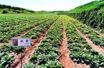 云南系列措施支持生物醫藥健康產業中醫藥事業良性發展