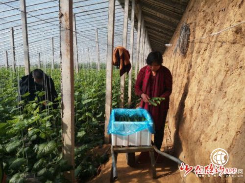 加緊采摘！無償捐贈！山東南菜園蔬菜交易市場100噸蔬菜馳援武漢