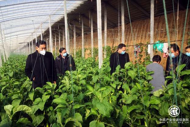 市農業農村局到縣區督導蔬菜生產供應