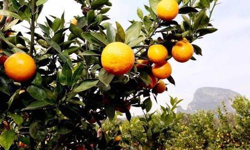 廣西南寧：三大水果產業支柱作用日益突出