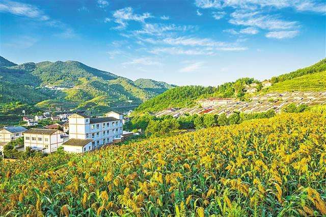 人民日報社論 | 奮力抓好“三農”工作 確保如期實現全面小康