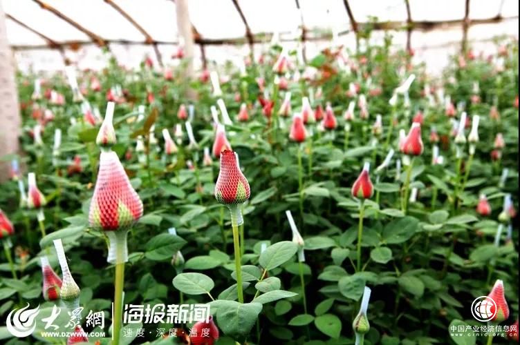 急急急！日照這800萬枝玫瑰花！等待您伸出援手！