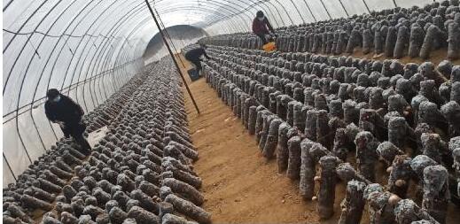 河南省南召縣留山鎮抗擊疫情生產兩不誤