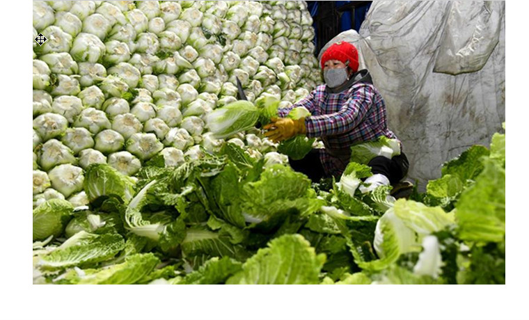 市場供給充足部分菜價走低——中國蔬菜之鄉壽光走訪見聞