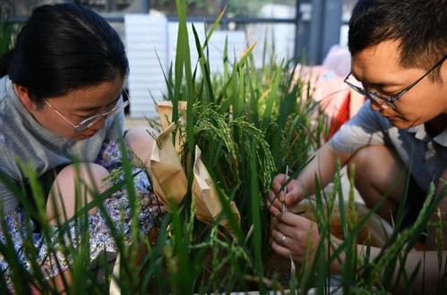 《國務院辦公廳關于加強農業種質資源保護與利用的意見》解讀