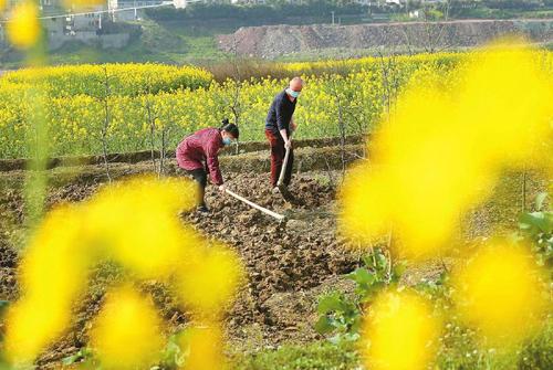 管小春備大春，看四川如何搶農時？