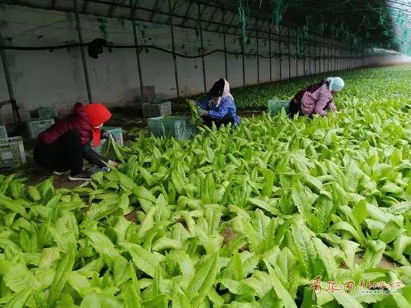 截至2月16日，200家涉農企業復工率達到95%