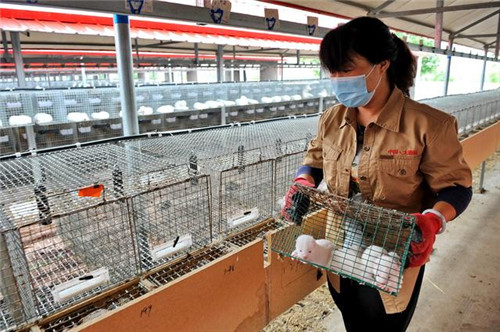 野生動物保護法修法難在哪？大數據揭秘超5000億大產業