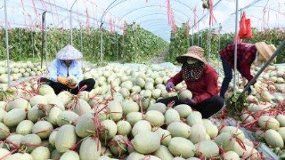 扶貧832平臺為貧困地區滯銷農產品打開銷路