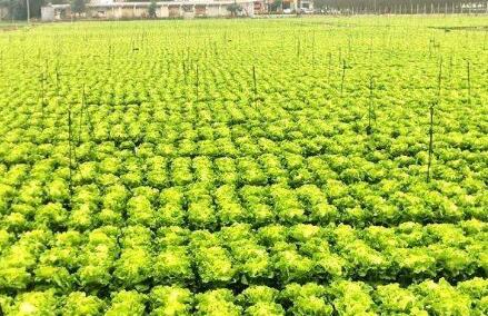 河南發文防止耕地“非糧化” 確保全省糧食種植面積不低于1.6億畝