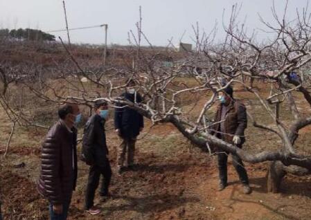 防疫生產兩不誤 河南南召云陽鎮桃園深處笑聲朗