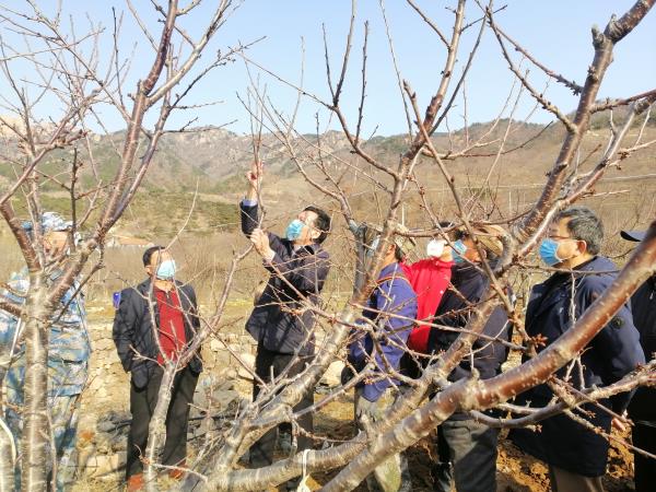 城陽區農業生產有序進行 戰“疫”同時生產忙 