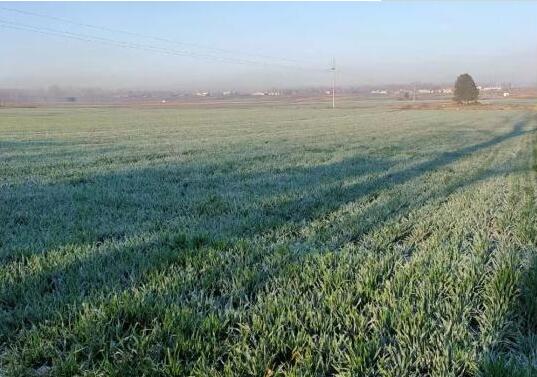 寒冬朔風與栗賈莊的“逆行者”