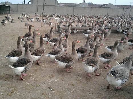 國家林業和草原：全面整頓野生動物人工繁育、經營利用機構