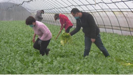 河南省南召縣云陽鎮多措并舉助力“有機蔬菜進京”