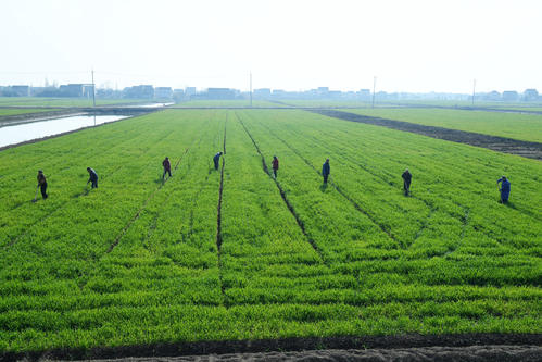今年江蘇糧食總產達762億斤 連續11年穩定在700億斤以上