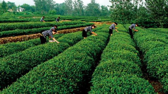 日照綠茶“復產經”