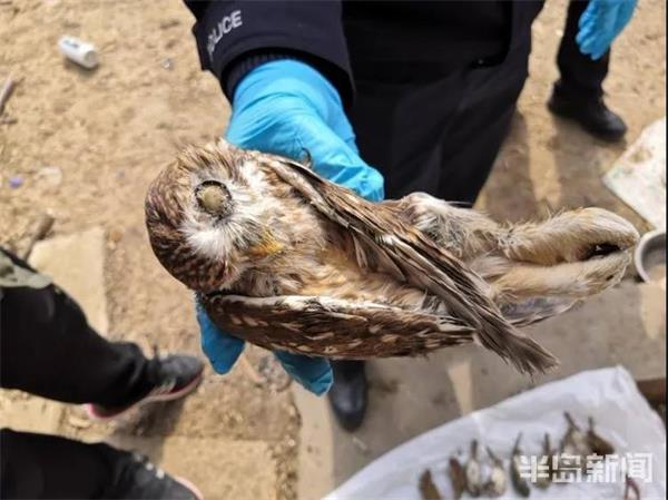 30余只！青島還有人頂風捕鳥，膽真大…