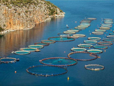 江西省漁業生產平穩有序 養殖和加工龍頭企業復工率達90%