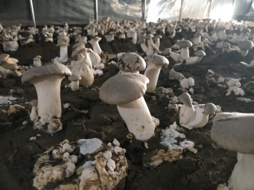 羅莊區傅莊街道王莊村：線上指導+售賣 疫情之下蘑菇種植采摘忙