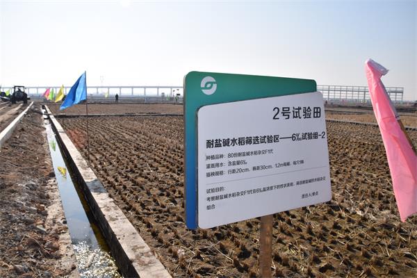 青島城陽：萬畝鹽堿地稻作改良示范田開工