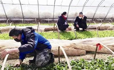 市郊果蔬大棚忙碌耕種，涉農企業穩產能保供應