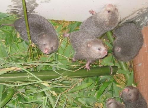 國家林草局：積極引導今年底前停止養殖竹鼠等45種禁食野生動物