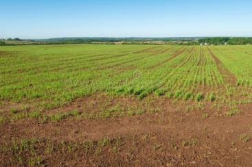 農業農村部印發《意見》要求 統籌利用撂荒地促進農業生產發展