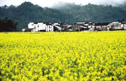 江西婺源：1000萬元專款助文旅業“疫”后重生