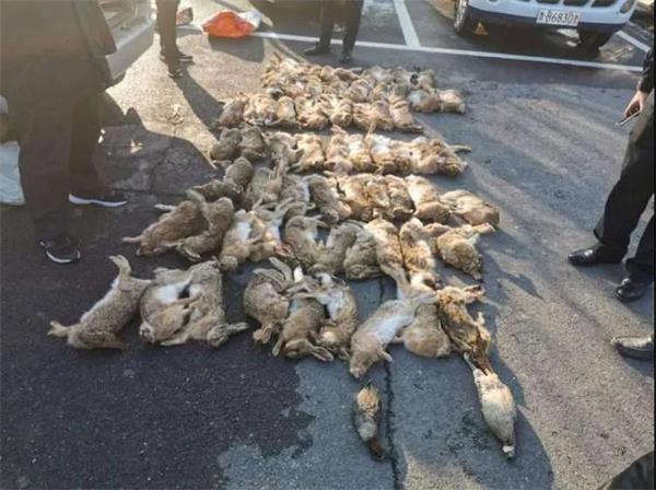 非法販賣數百只野生動物，青島8人被抓！