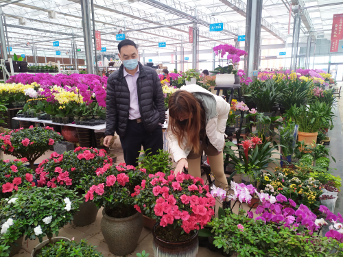 臨沂花木市場破冰迎春 停工期打造線上平臺開啟自救模式