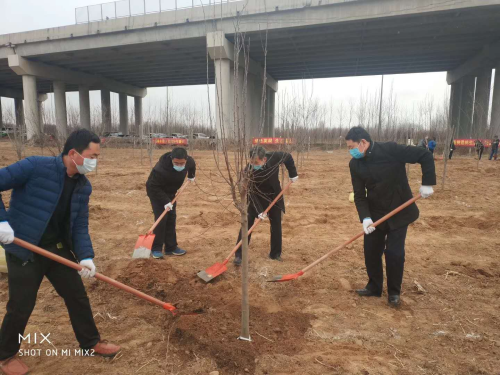 “讓沂州海棠開遍華夏” 河東區鄉村振興服務隊組織植樹活動