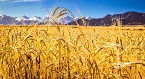 青海：加快推動青稞產業邁入中高端