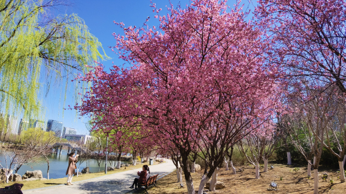 濱河景區已是繁花似錦 市城管中心：打贏園林綠化攻堅戰