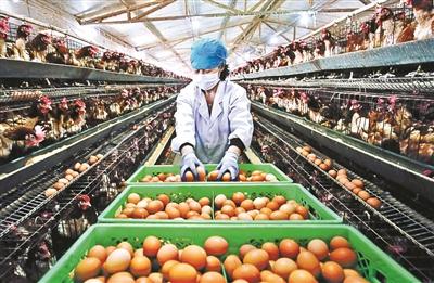 豬肉價格已連續回落