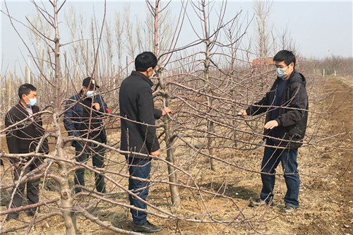 青島農大：特派員下地服務助春耕，線上線下促脫貧