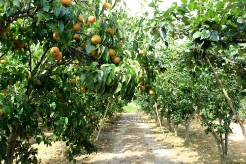 云南彌勒：做強高原特色農業 助力脫貧攻堅