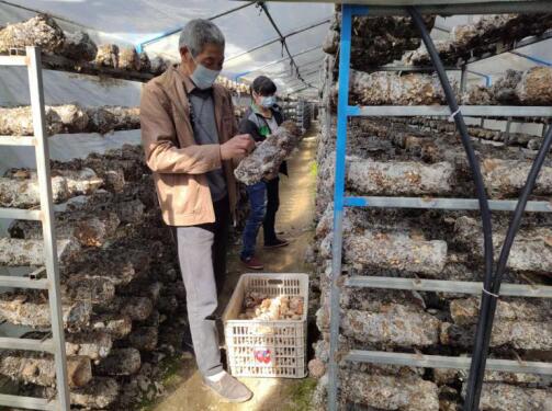 河南省南召縣皇后鄉：小香菇成就脫貧大產業