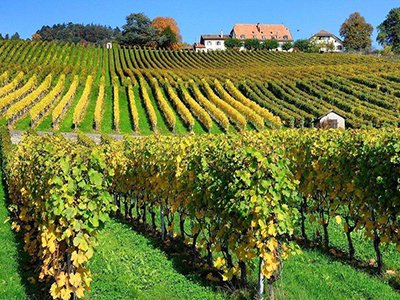 甘肅省推動種植業綠色高質量發展