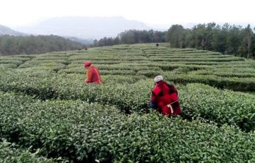 今年四川春茶產量預計增5% 主產區采購商數量恢復至常年五成以上