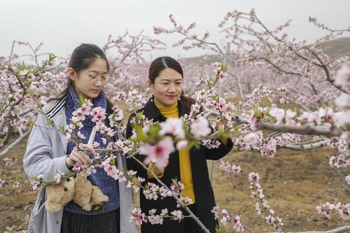 扶貧桃花開滿坡