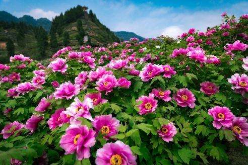 花兒為什么這樣紅——重慶墊江牡丹產業發展觀察