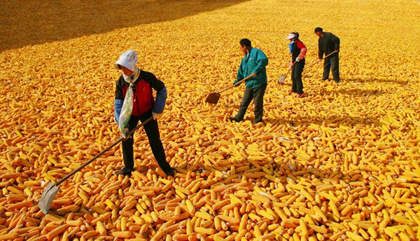 專家：產能、庫存、政策均有底 我國糧食安全有保障